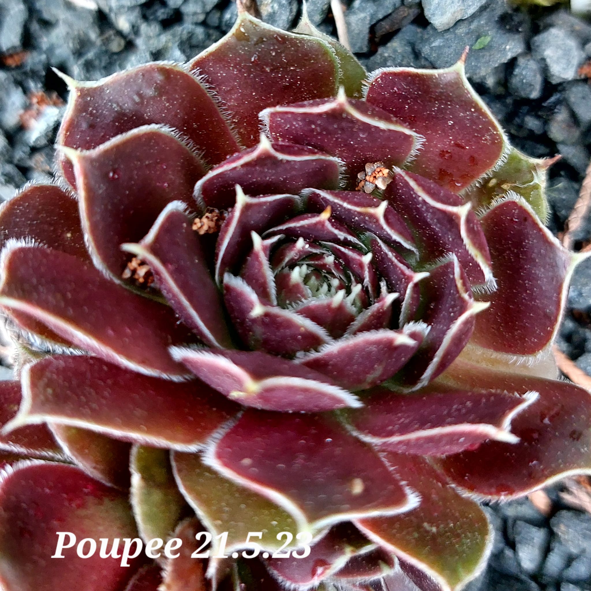 Poupee / Jovi 