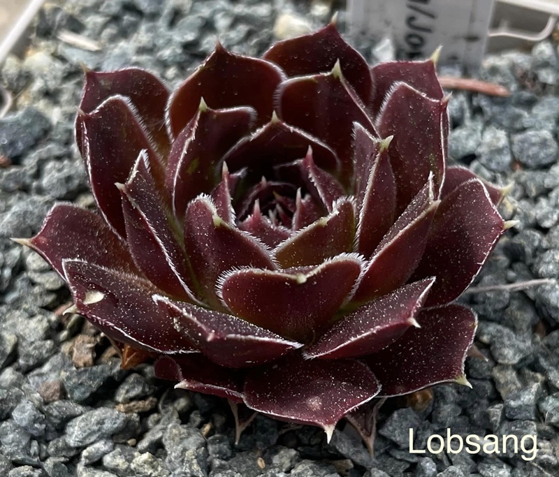 Lobsang / Jovi