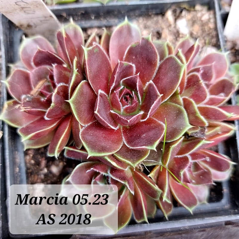 Marcia / Jovi