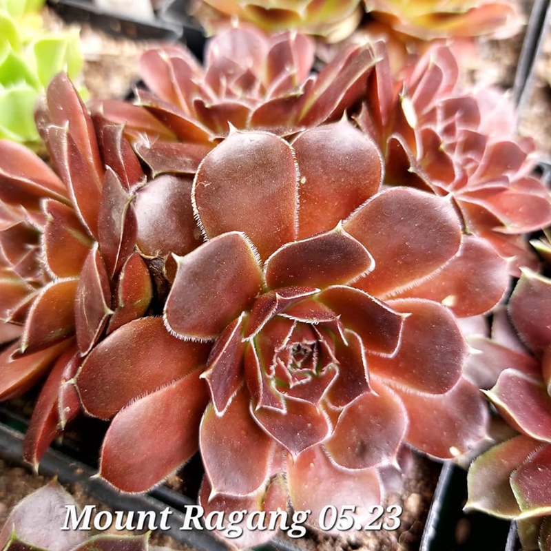Mount Ragang / Jovi