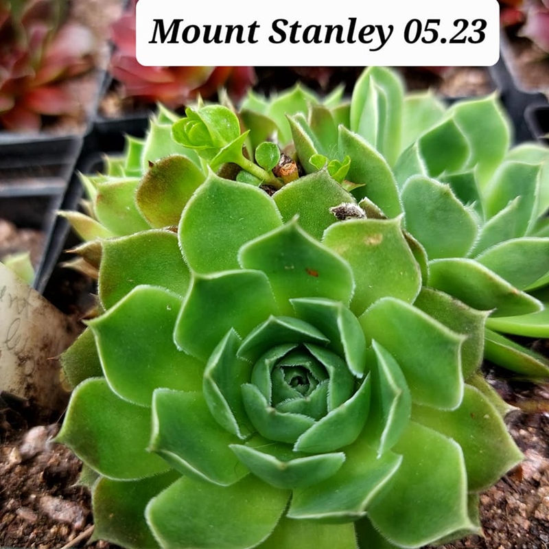 Mount Stanley / Jovi