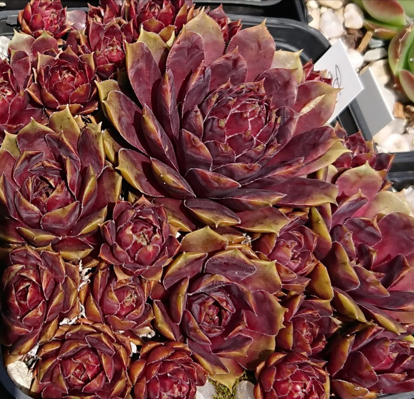 Purple King