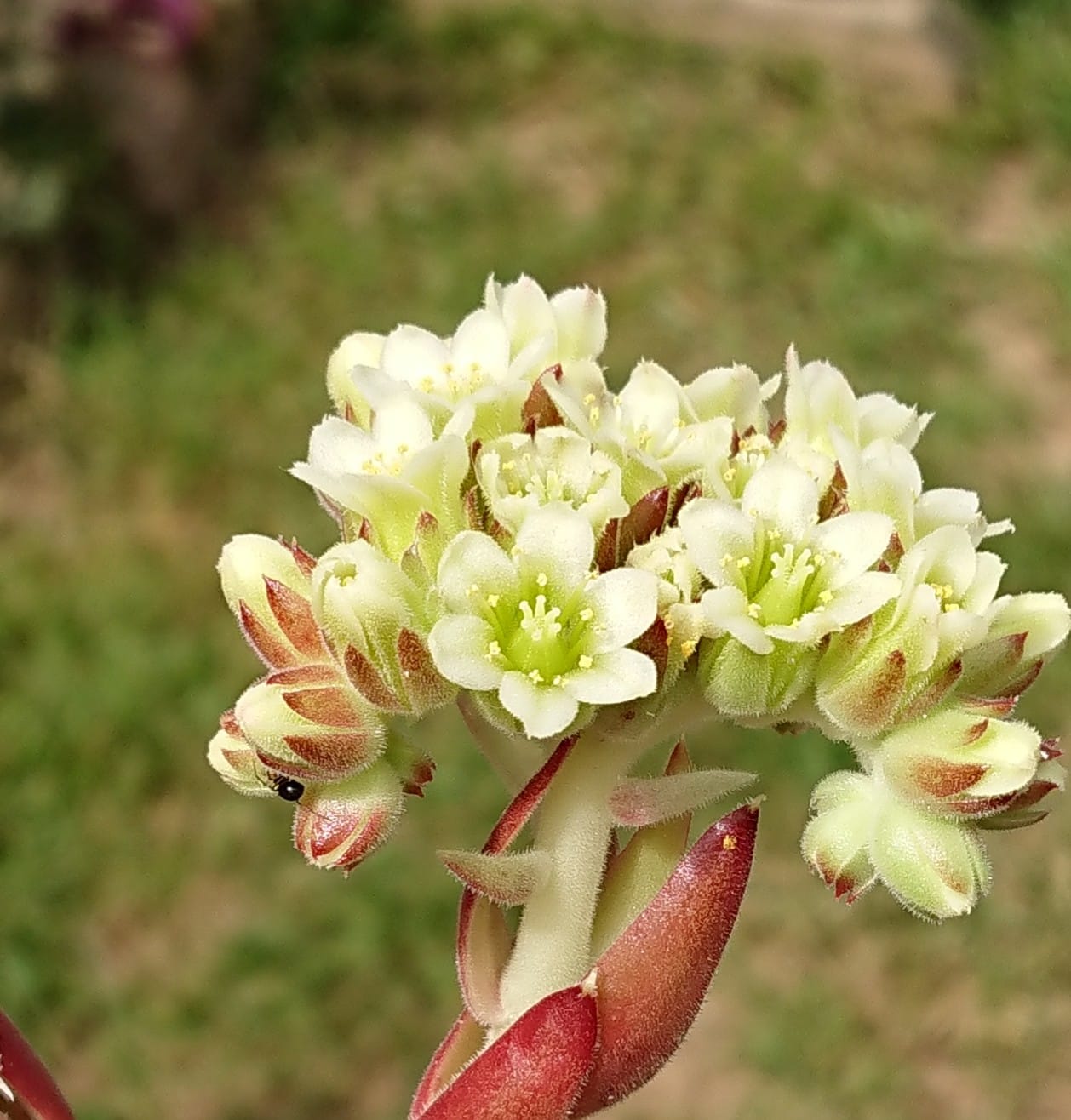Weiße Blüte