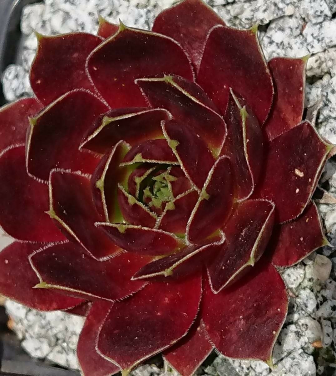 Quelina