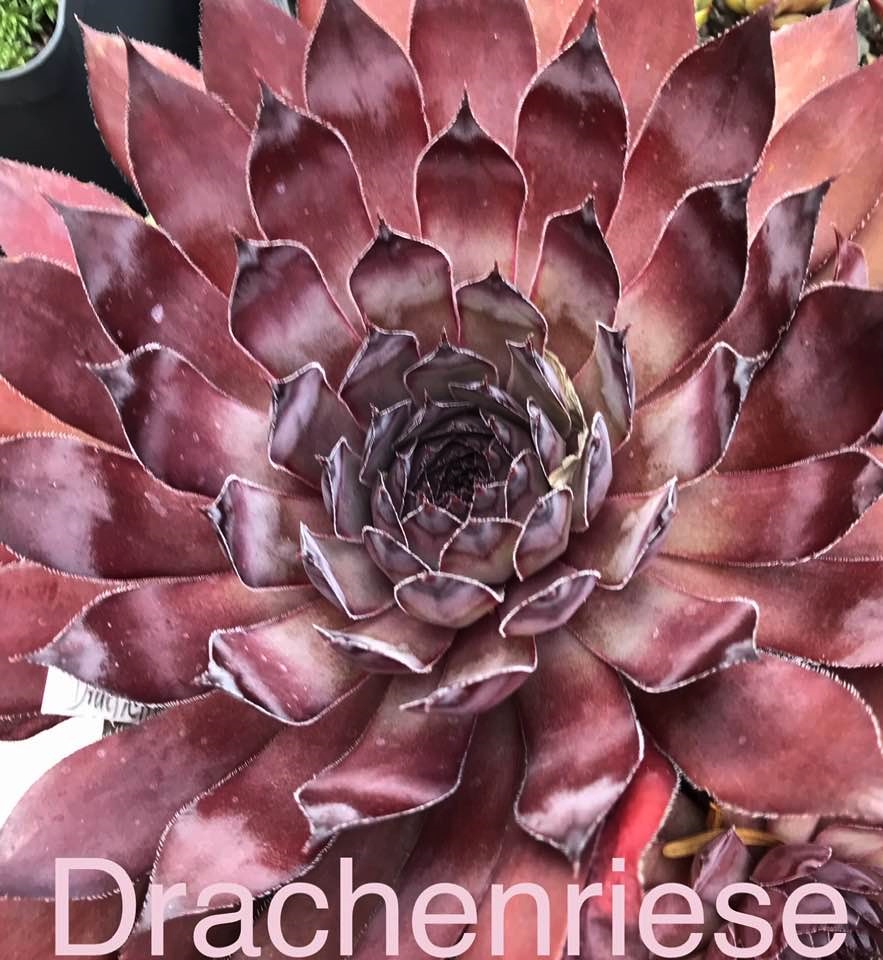 Drachenriese