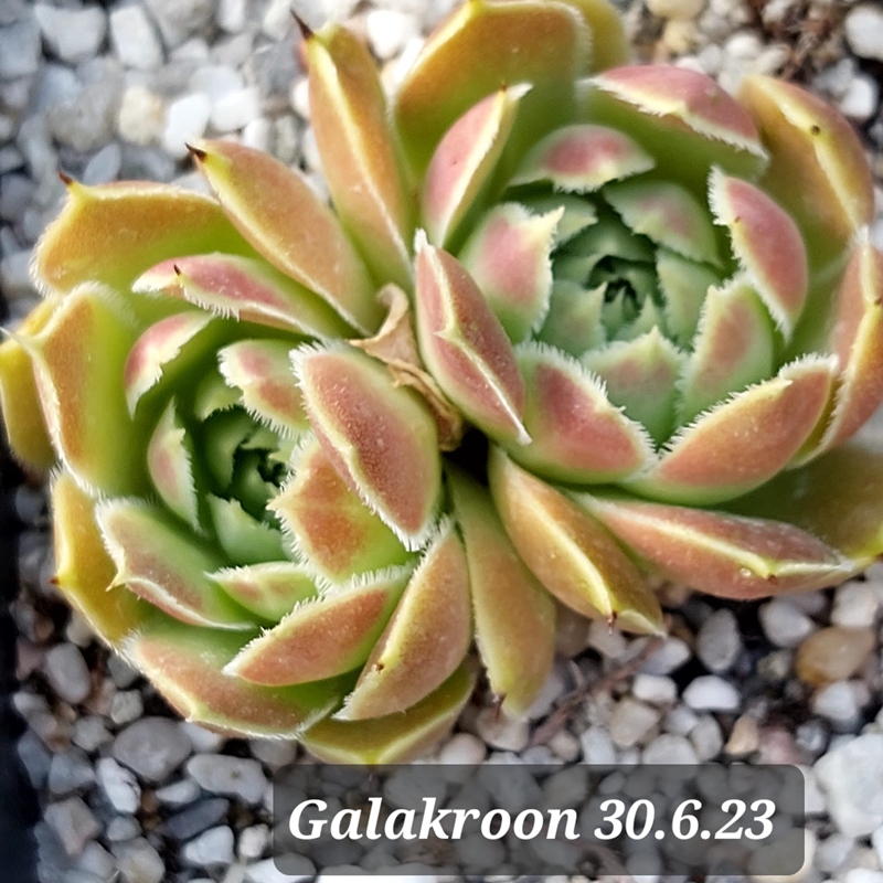 Galakroon / Jovi
