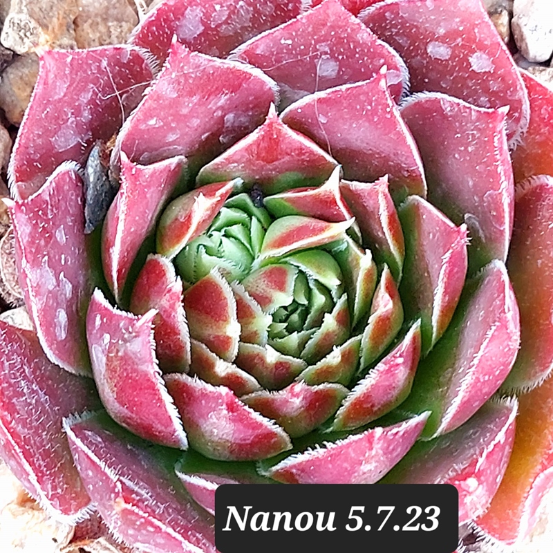 Nanou / Jovi
