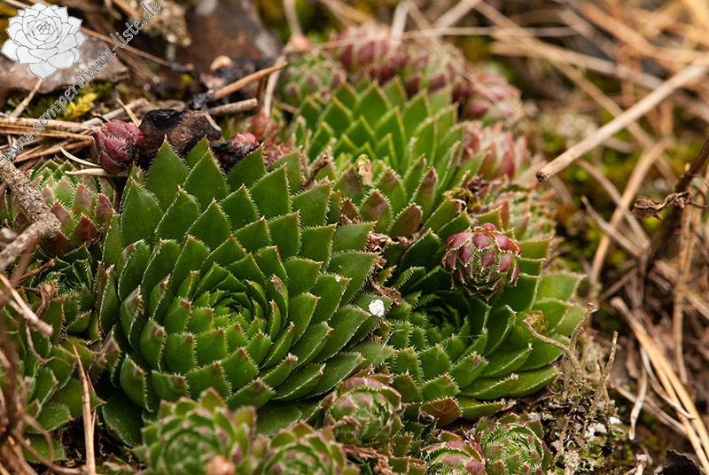 globiferum ssp. globiferum from Kalinova Ves, O