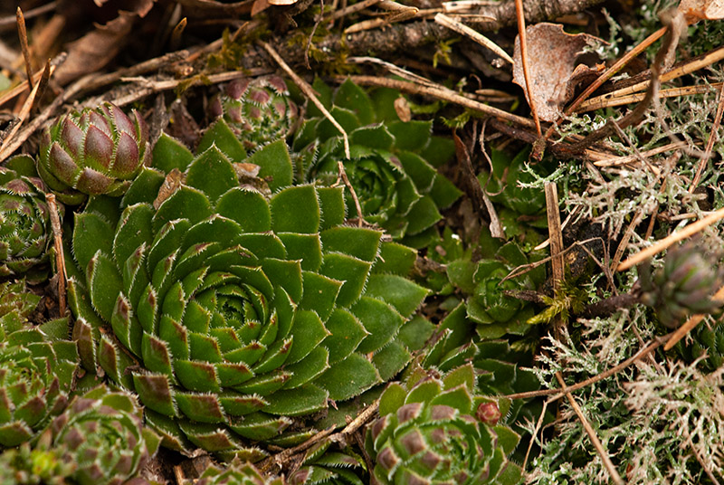 globiferum ssp. globiferum from Kalinova Ves, O