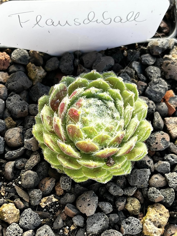 Flauschball (Netzfund)