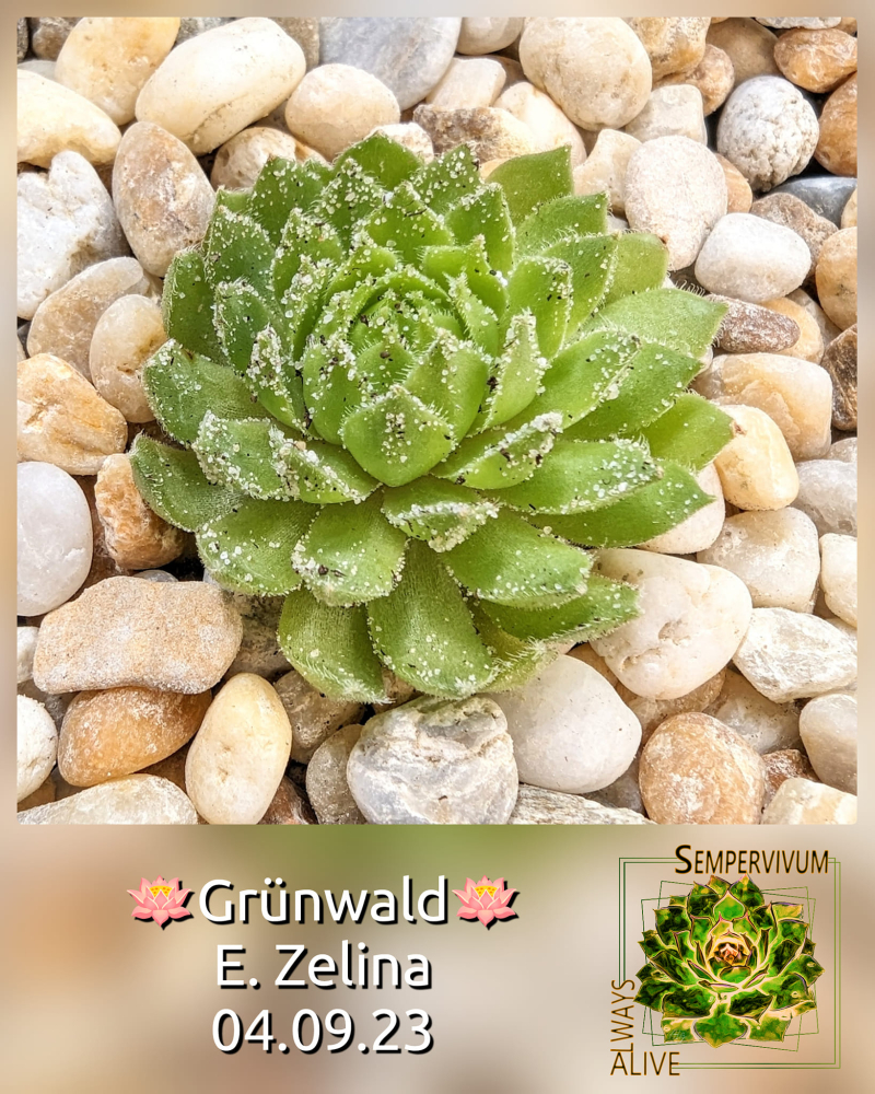 Grünwald (Netzfund)