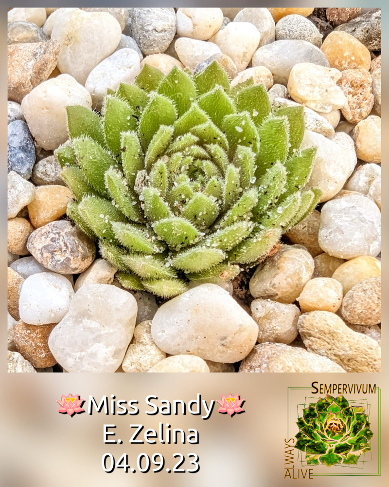 Miss Sandy (Netzfund)