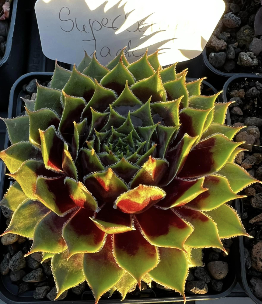 Supersemps® Jade (Netzfund)