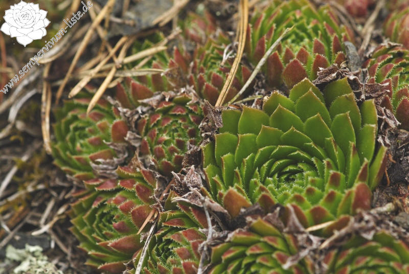 globiferum ssp. globiferum from Javornice, Mündung