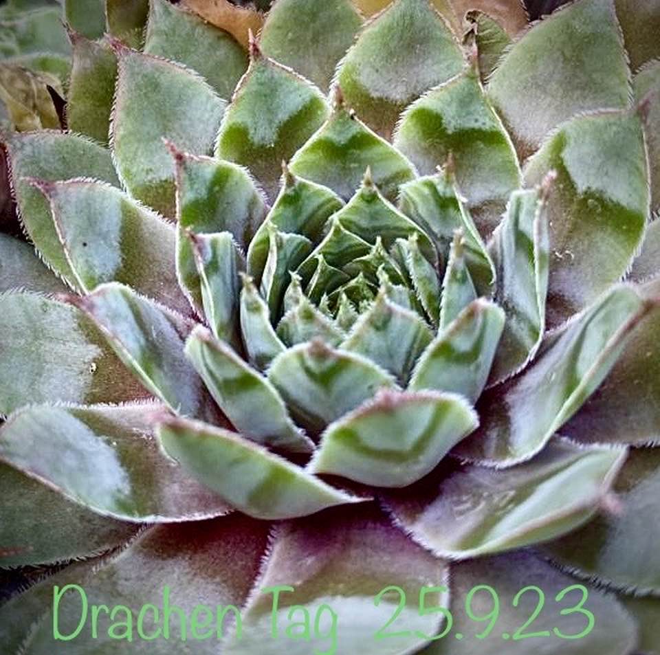 Drachen Tag