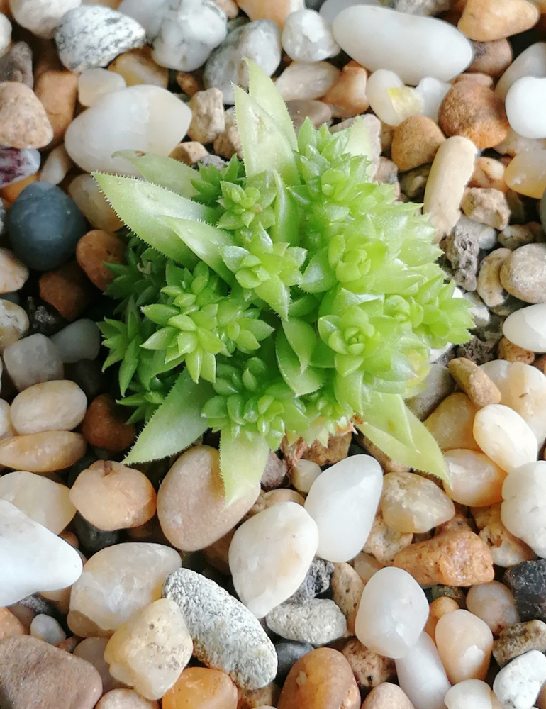 Froschprinz / Jovi (Netzfund)