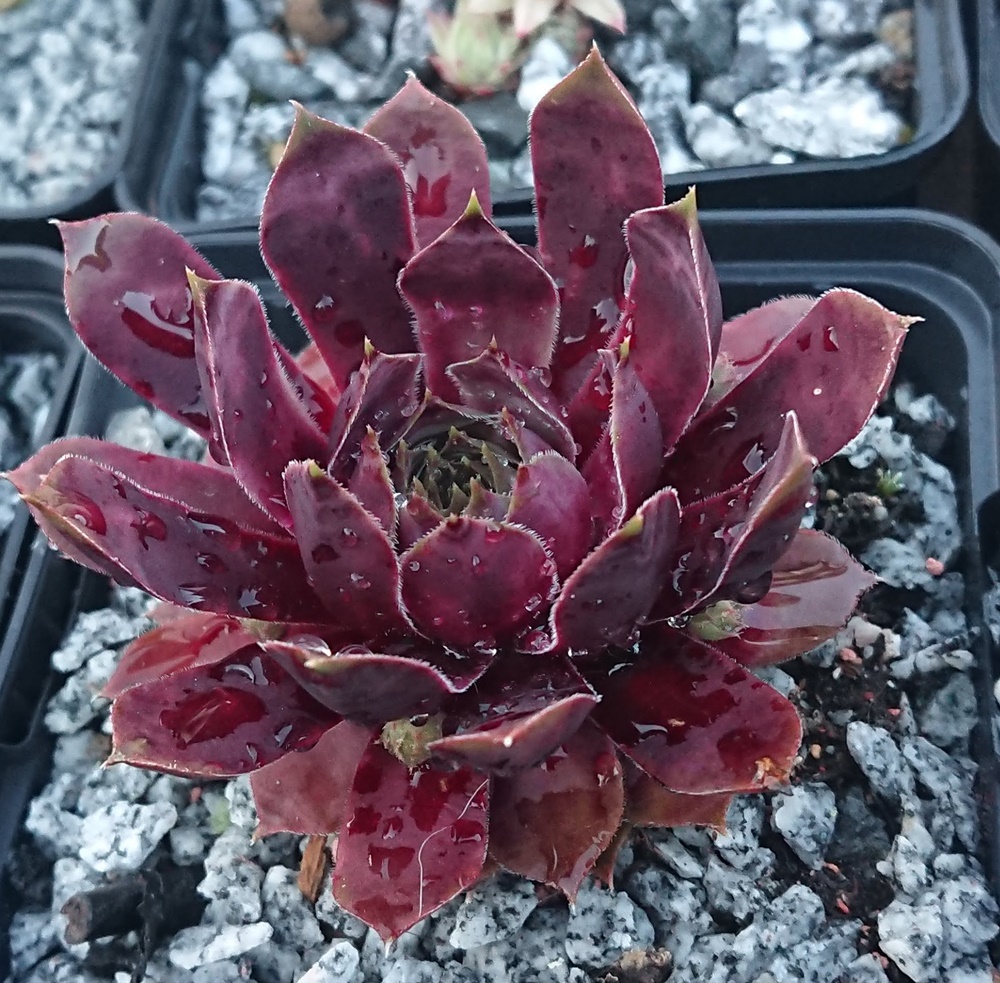 Violet Flame (Netzfund)