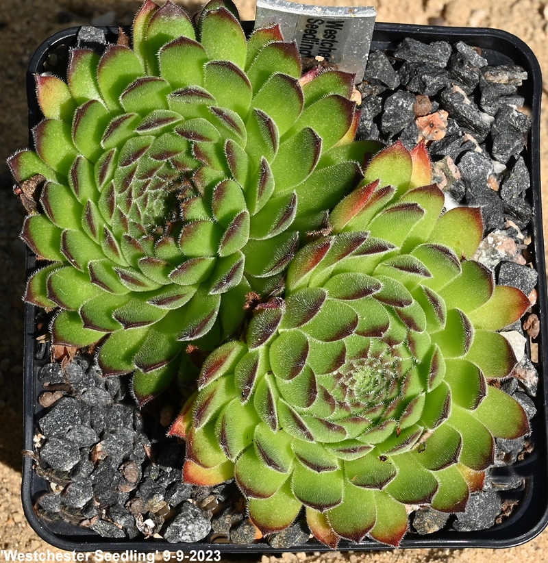 Westchester Seedling