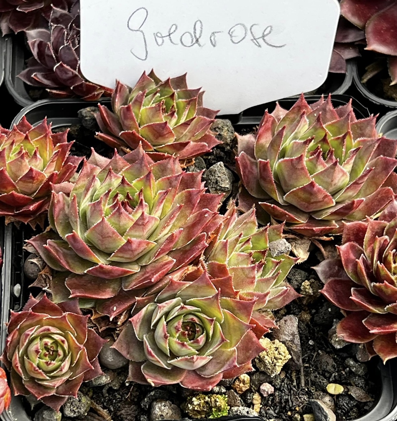 Goldrose (NNG)