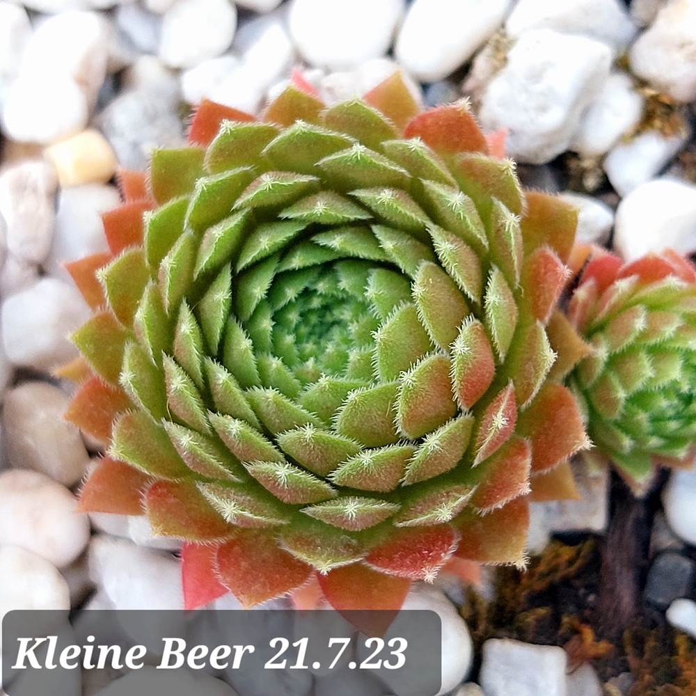 Kleine Beer