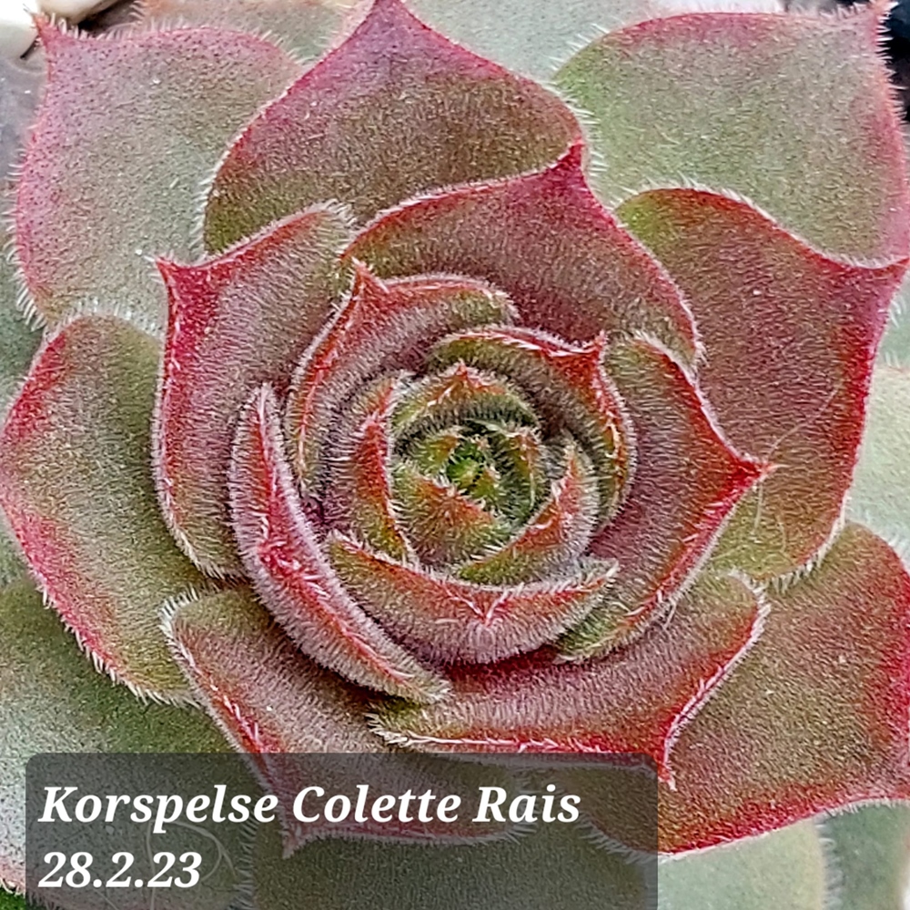 Korspelse Colette Rais