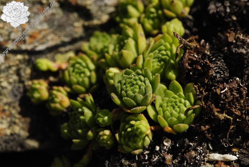 montanum ssp. montanum from Großglocknerstraße, Hexenküche