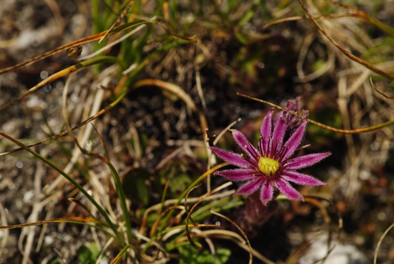 montanum ssp. stiriacum from Edelweißspitze, O Abhang