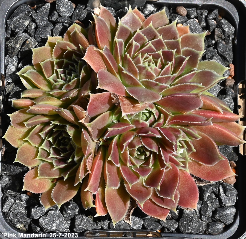 Pink Mandarin / Jovi 
