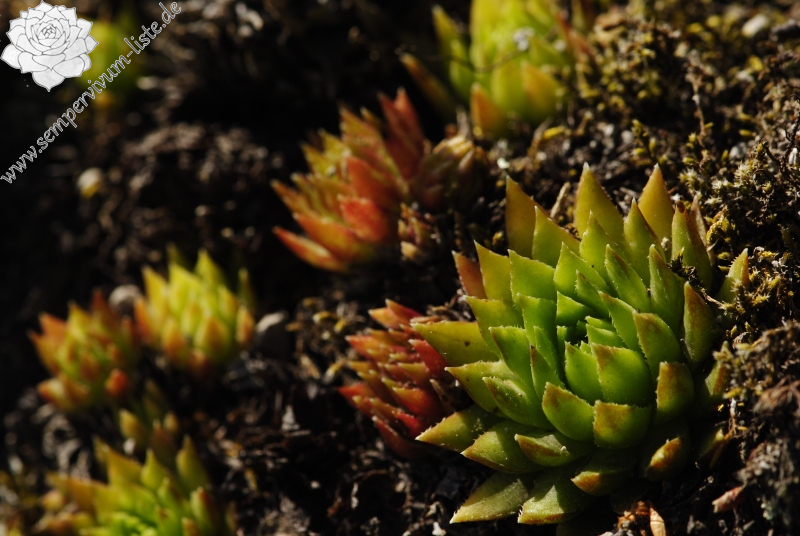 globiferum ssp. hirtum (preissianum) from Veporské skalky