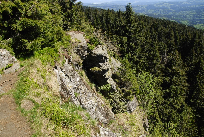 montanum ssp. heterophyllum from Katruška