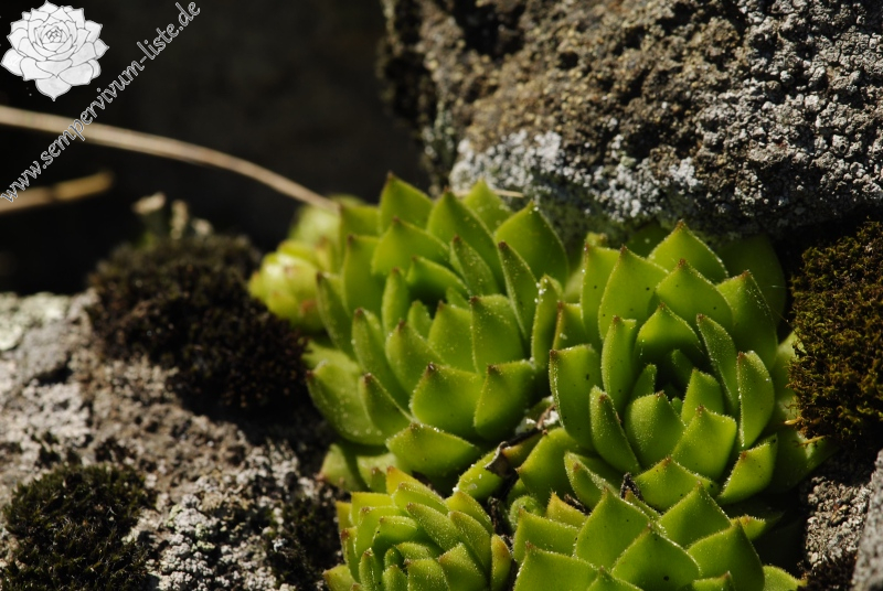 montanum ssp. heterophyllum from Katruška