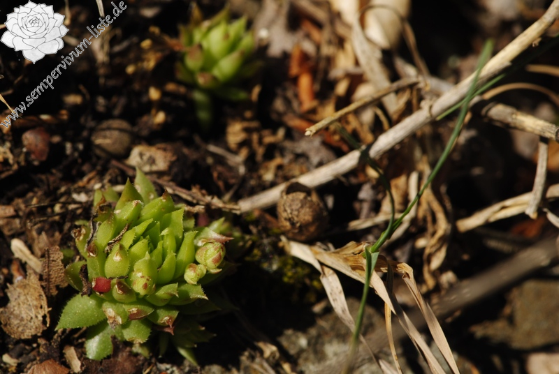 globiferum ssp. hirtum (preissianum) from Melichova skala