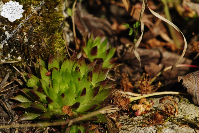 globiferum ssp. hirtum (preissianum) from Malčekova skala