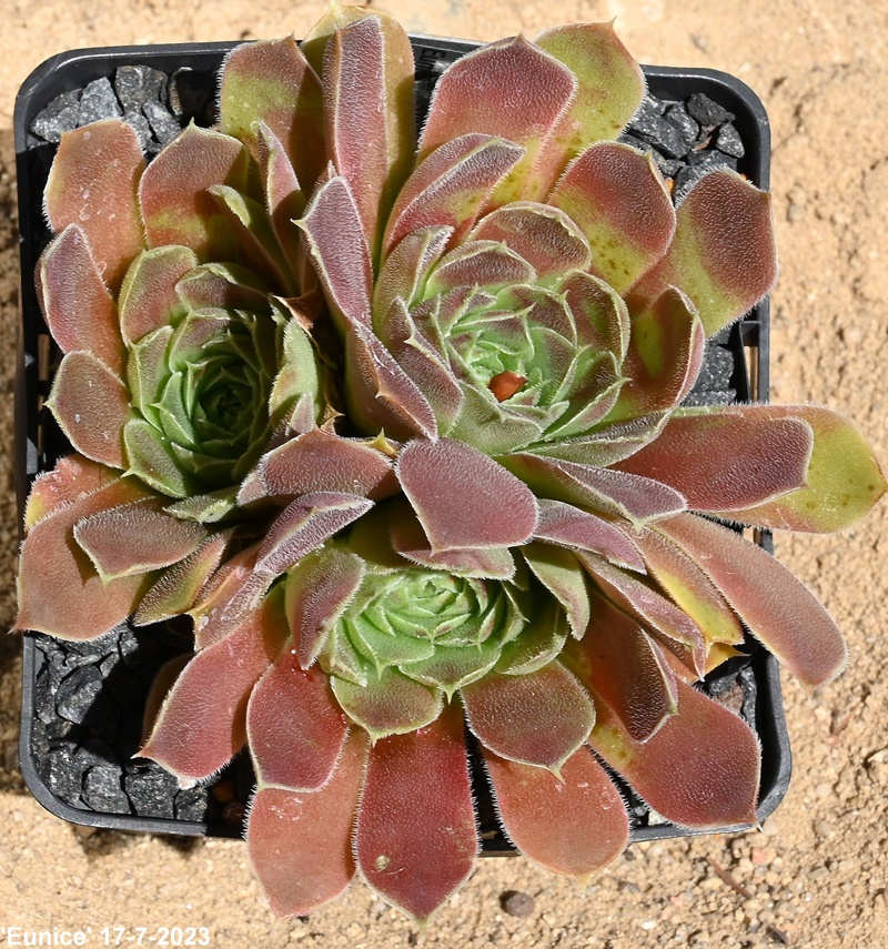 Eunice / Jovi
