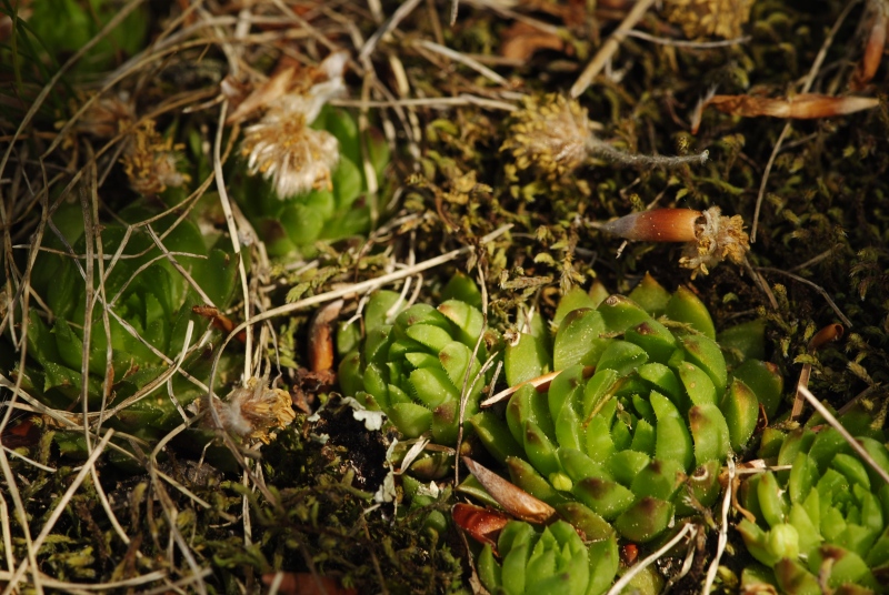 globiferum ssp. hirtum (preissianum) from Kopa