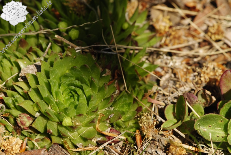 globiferum ssp. hirtum (preissianum) from Kopa