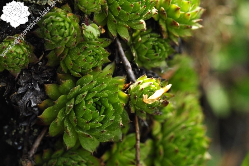 montanum ssp. heterophyllum from Kopa