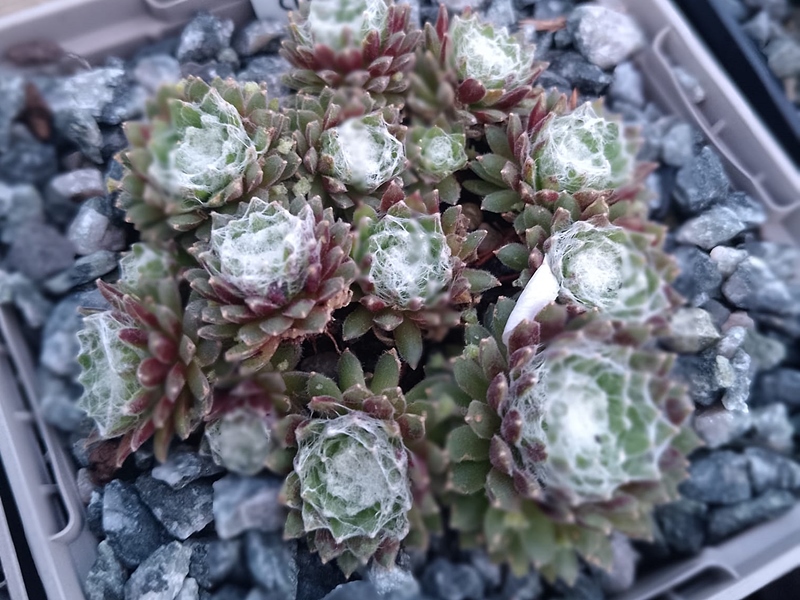 Arctic White© (NNG)