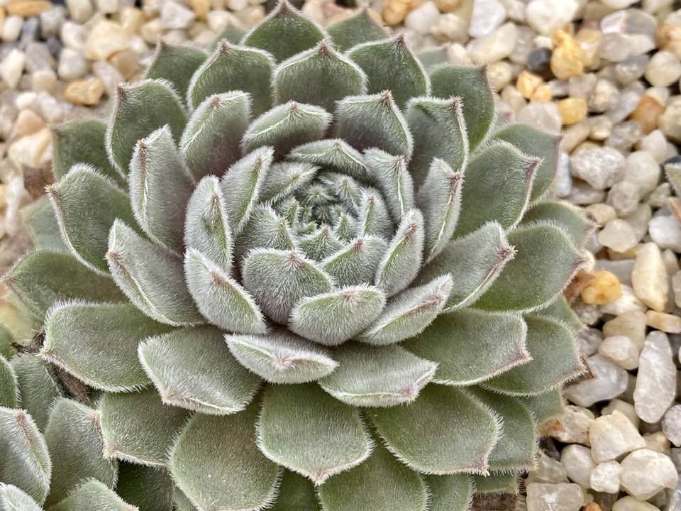 Mamamia