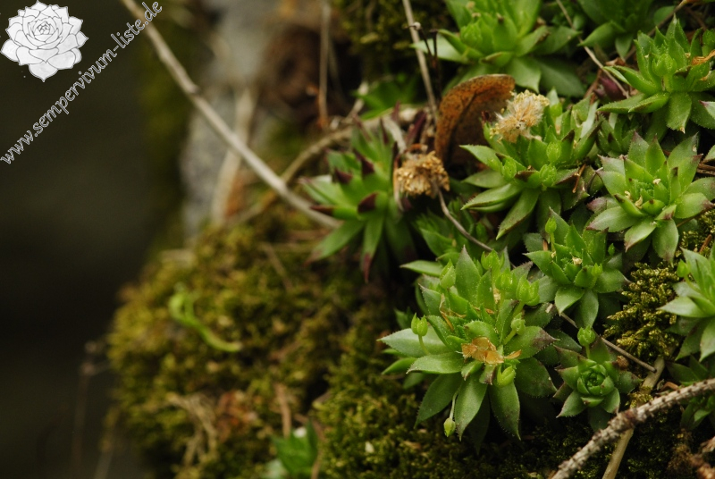 globiferum ssp. hirtum (preissianum) from Zadná Kalamárka