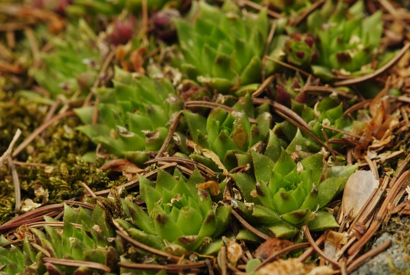 globiferum ssp. hirtum (preissianum) from Zadná Kalamárka