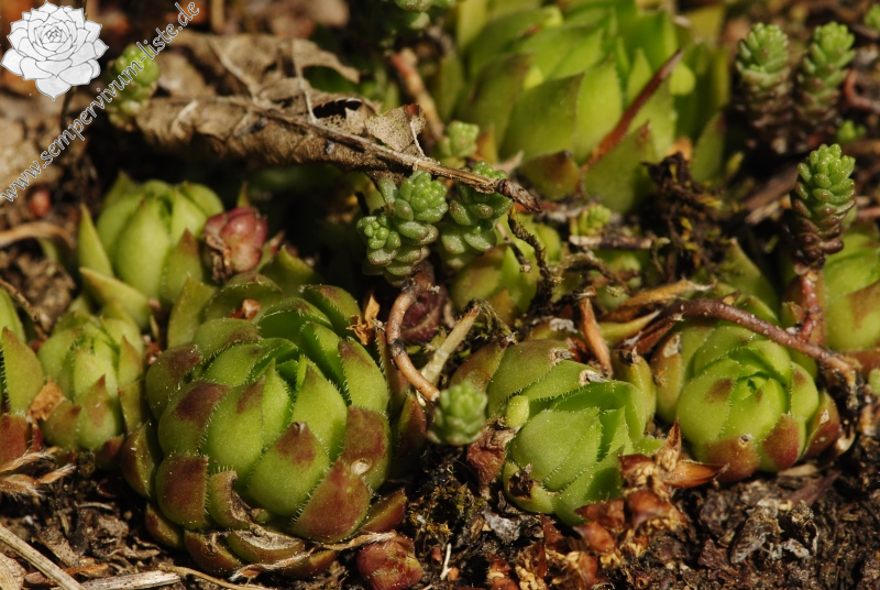 globiferum ssp. hirtum (preissianum) from Predná Kalamárka