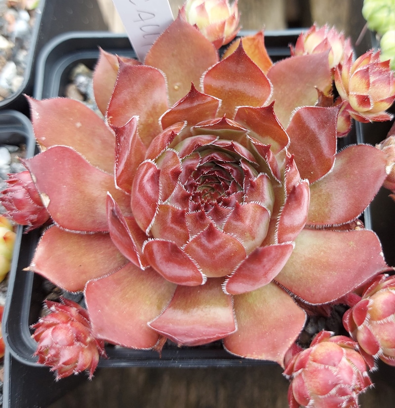 Caracallia