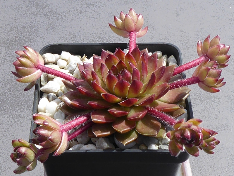 Coco de Mer (Netzfund)