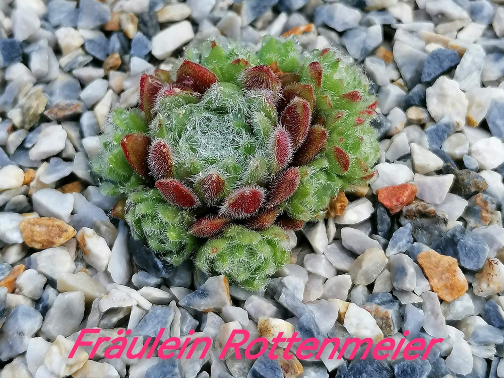 Fräulein Rottenmeier