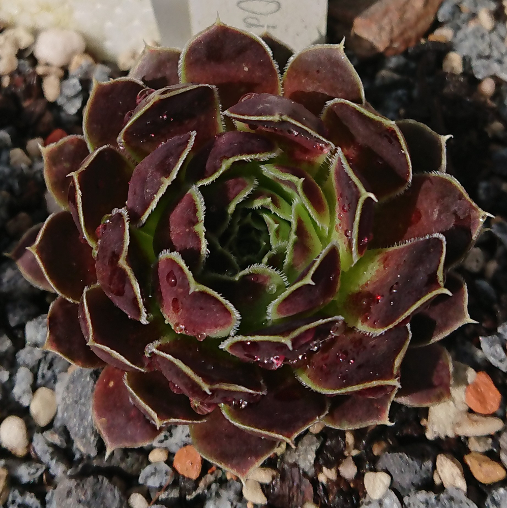 Korspelse Odyla