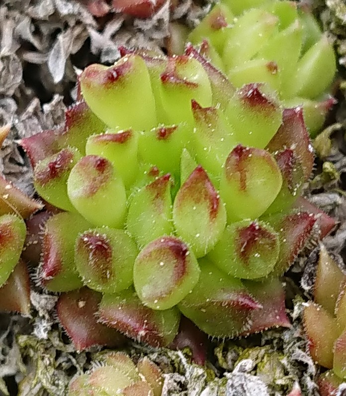 Pelora