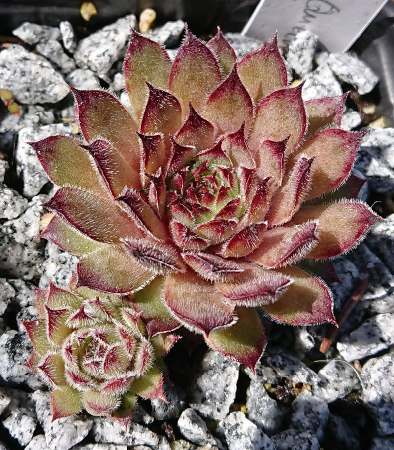 Queen Elizabeth