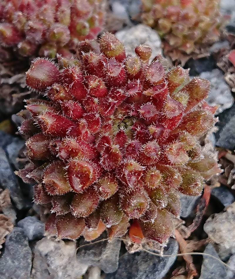Red Oddity