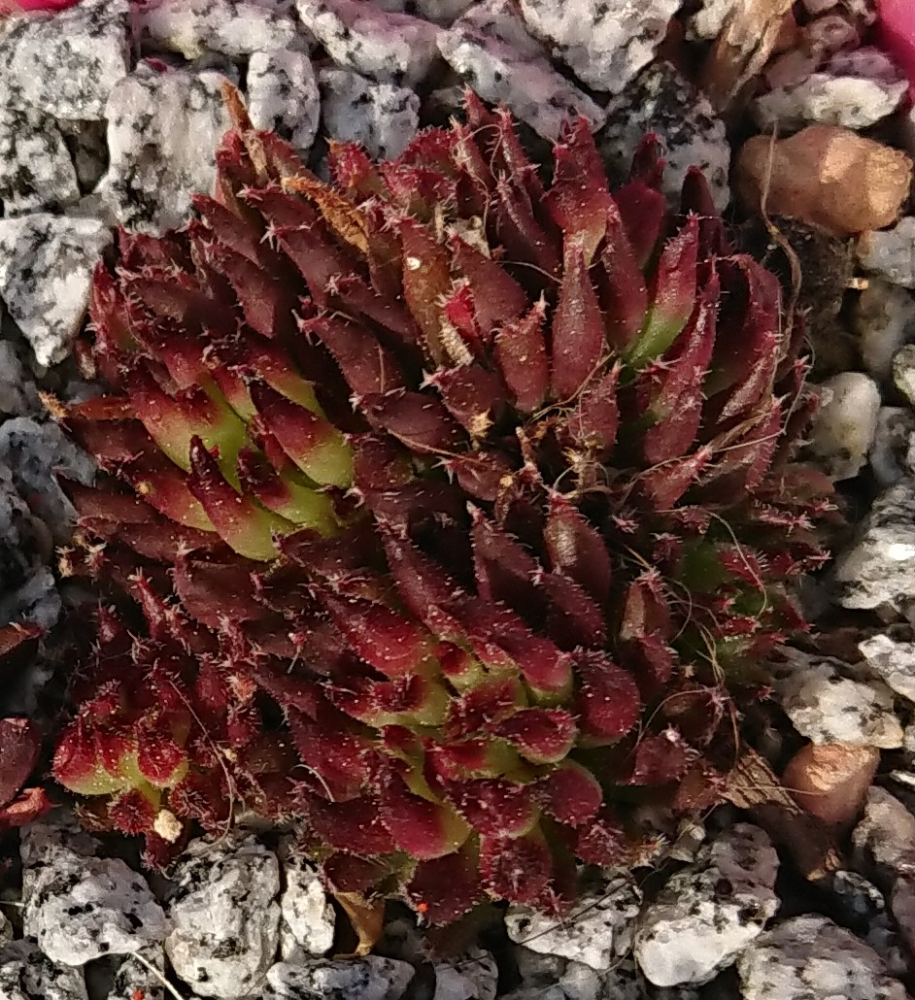 Swinegel (Netzfund)